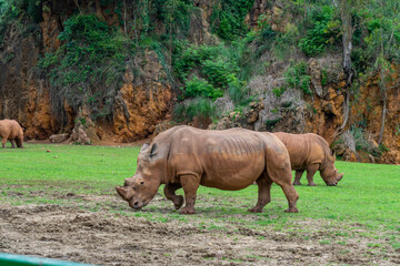 Obraz premium Rhinoceros in Cabarceno Nature Park, Cantabria, Spain.