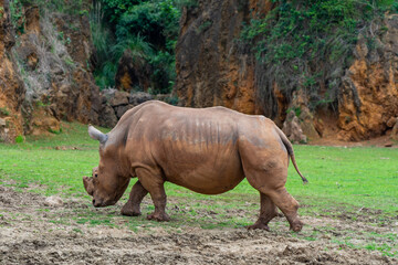 Rhinoceros in Cabarceno Nature Park, Cantabria, Spain.