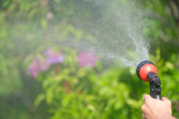 person is watering plants in the garden from a hose with a spray nozzle close up, country life