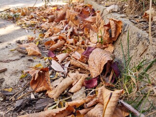 Autumn colorful leaves on the ground and on the trees. Slovakia