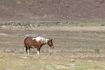 Naklejka na ściany i meble Wild Horse in Springtime in the Utah Desert