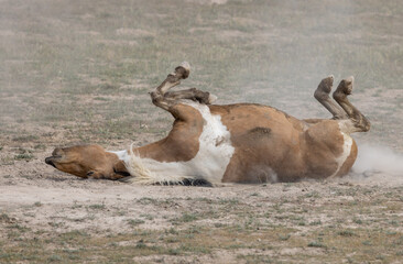 Wild Horse in Springtime in the Utah Desert