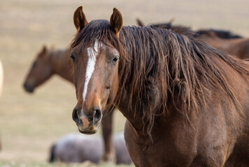 Wild Horse in Springtime in the Utah Desert