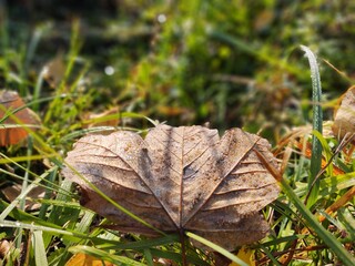 Autumn colorful leaves on the ground and on the trees. Slovakia
