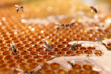 Uncapped filled honeycomb and bees, closeup view