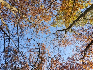 Autumn colorful leaves on the ground and on the trees. Slovakia	