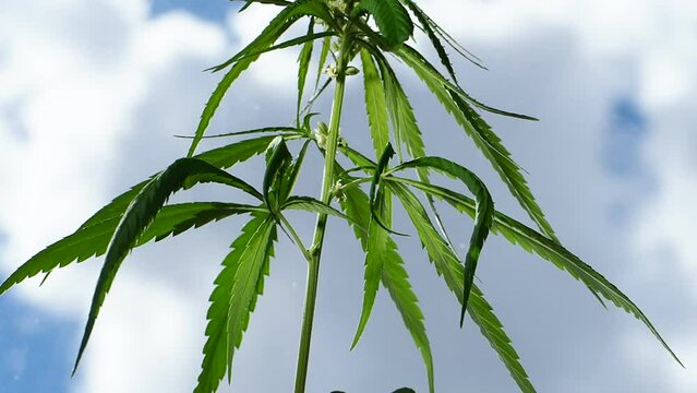 Cannabis plant hemp leaves . Male flowers blossom marijuana sky background
