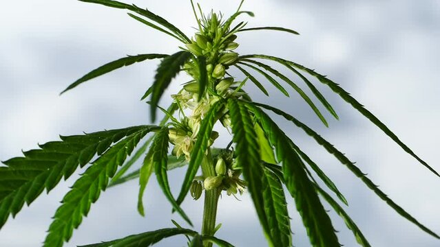 Cannabis plant hemp leaves . Male flowers blossom marijuana sky background