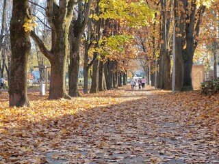 Fototapeta na wymiar Autumn colorful leaves on the ground and on the trees. Slovakia 