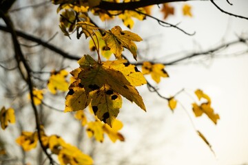 Autumn colorful leaves on the ground and on the trees. Slovakia	