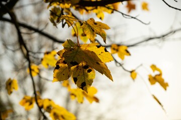 Autumn colorful leaves on the ground and on the trees. Slovakia	
