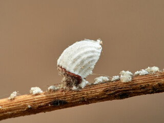Cottony Cushion Scale. Female. Icerya purchasi.      