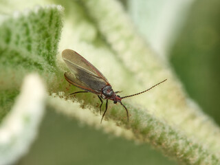 Cottony Cushion Scale. Female. Icerya purchasi.      