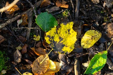 Autumn colorful leaves on the ground and on the trees. Slovakia	