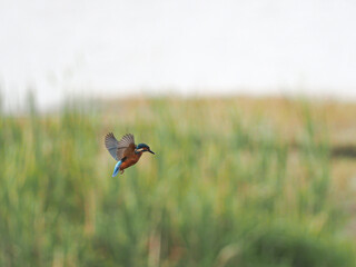 Eisvogel