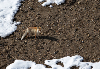 Red fox searching food in the mountains of Spiti valley, Himachal Pradesh, India