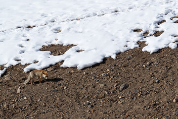 Red fox in the mountains of Spiti valley, Himachal Pradesh, India