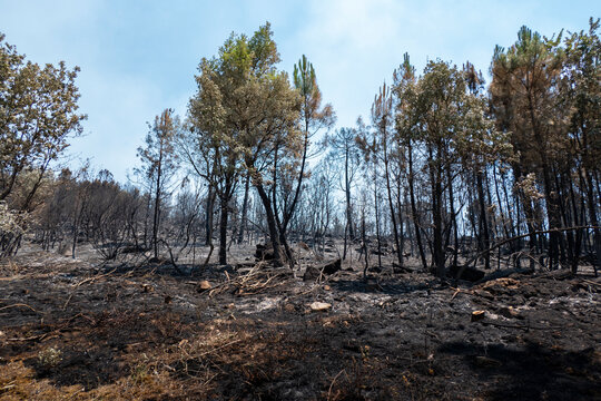 Restos de inc&ecirc;ndio florestal num pinheiral com o solo preto e os troncos das &aacute;rvores de queimado