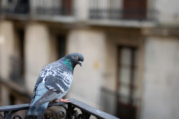 Spanish Pigeon