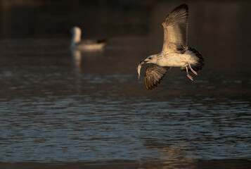 Fototapeta premium Juvenlie Lesser Black-backed Gull with a fisg catch at Tubli bay, Bahrain