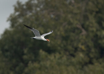 Obraz premium Caspian tern with a fish catch flying at Tubli bay, Bahrain