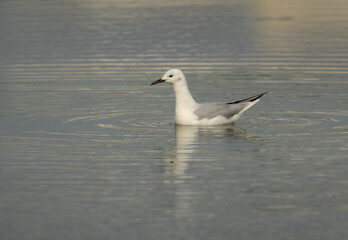 Sender-billed seagull at Tubli bay, Bahrain