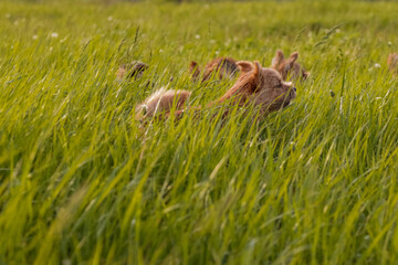 dogs breed norwich terrier on the walk in  high grass