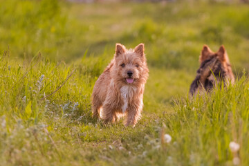 dogs breed norwich terrier on the walk in  high grass