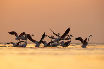 Silhouette of Greater Flamingos takeoff at Asker coast during sunrise, Bahrain