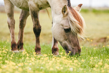 Old Fjord horse grazing in the green field