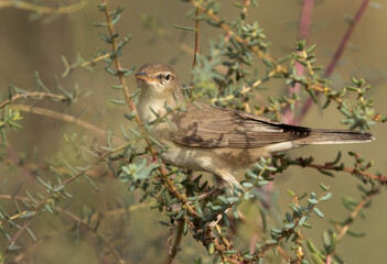 Upchers Warbler looking toward camera, Bahrain