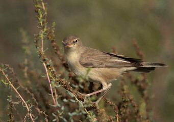 Upchers Warbler perched on bush at Hamala, Bahrain