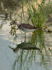 Wood Sandpiper at hamala, Bahrain