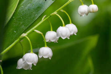 Blooming white lily of the valley with raindrops in springtime macro photography. Garden May bells buds with water drops summertime close-up photo.	