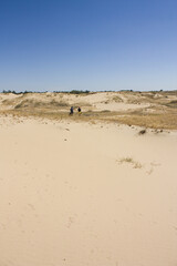 Fototapeta na wymiar Oleshkiv Sands National Nature Park in the Kherson Region in Ukraine