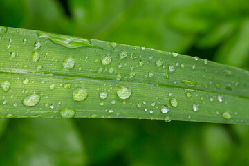 Green leaf with raindrops on a summer day macro photography. Fresh leaf of garden flowering plant with water drops springtime close-up photography.	