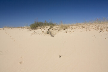 Oleshkiv Sands National Nature Park in the Kherson Region in Ukraine	
