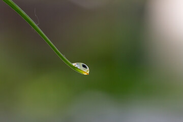 A drop of rain hangs from a leaf of a plant macro photography on a summer rainy day. A drop of water hanging on a leaf of a plant close-up photo.