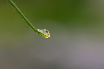 A drop of rain hangs from a leaf of a plant macro photography on a summer rainy day. A drop of water hanging on a leaf of a plant close-up photo.