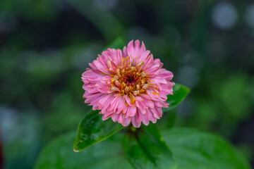 Obraz premium Blossom pink zinnia flower on a green background on a summer day macro photography. Blooming zinnia with pink petals close-up photo in summertime. 