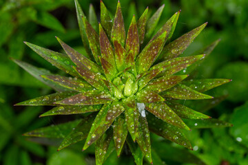 Naklejka na ściany i meble Green plant with water drops on leaves macro photography. Flowering plant on a rainy day top view. Fresh green foliage with raindrops after rain in summertime close-up photo.