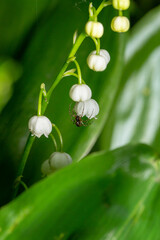 A small spider climbs on the white flowers of lilies of the valley macro photography in springtime. A spider sits on white flowers close-up photo on a summer day.