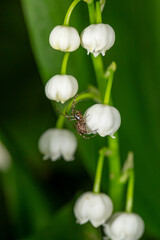 A small spider climbs on the white flowers of lilies of the valley macro photography in springtime. A spider sits on white flowers close-up photo on a summer day.