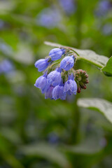 Blue comfrey flower on a green background on a sunny day in springtime macro photography. Blooming Symphytum wildflower with purple petals on a summer day close-up photo.	