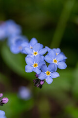Forget me not flowers on a green background on a sunny day in springtime macro photography. Blooming Myosotis wildflowers with blue petals on a summer day close-up photo.	