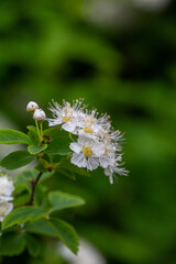 Fluffy white hawthorn flowers on a green background in springtime macro photography. Blossom may-tree plant with white petals on a summer day close-up photo.	
