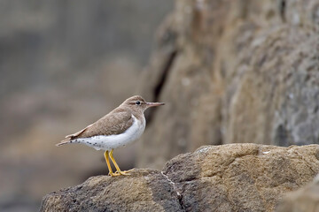 Spotted Sandpiper, Actitis macularius, perched on rock