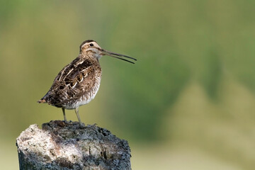 Wilson's Snipe, Gallinago delicata, perched on post
