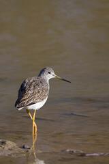 Vertical of a relaxed Greater Yellowlegs, Tringa melanoleuca