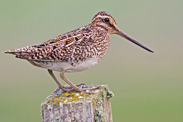 Common Snipe, Gallinago gallinago, perched